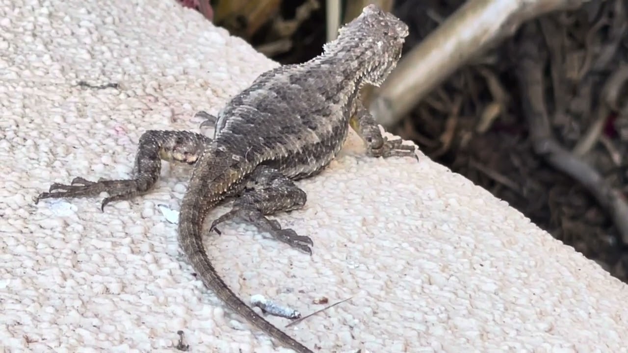 Guest Appearances: The Alpha & Omega Lizard, Made Possible By Father Of Spirits. July 2025.