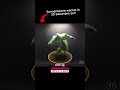 Wie GROSS wird diese Sonnenblume?#Sonnenblume #Groß #Zeitraffer #Wachstum #Timelapse