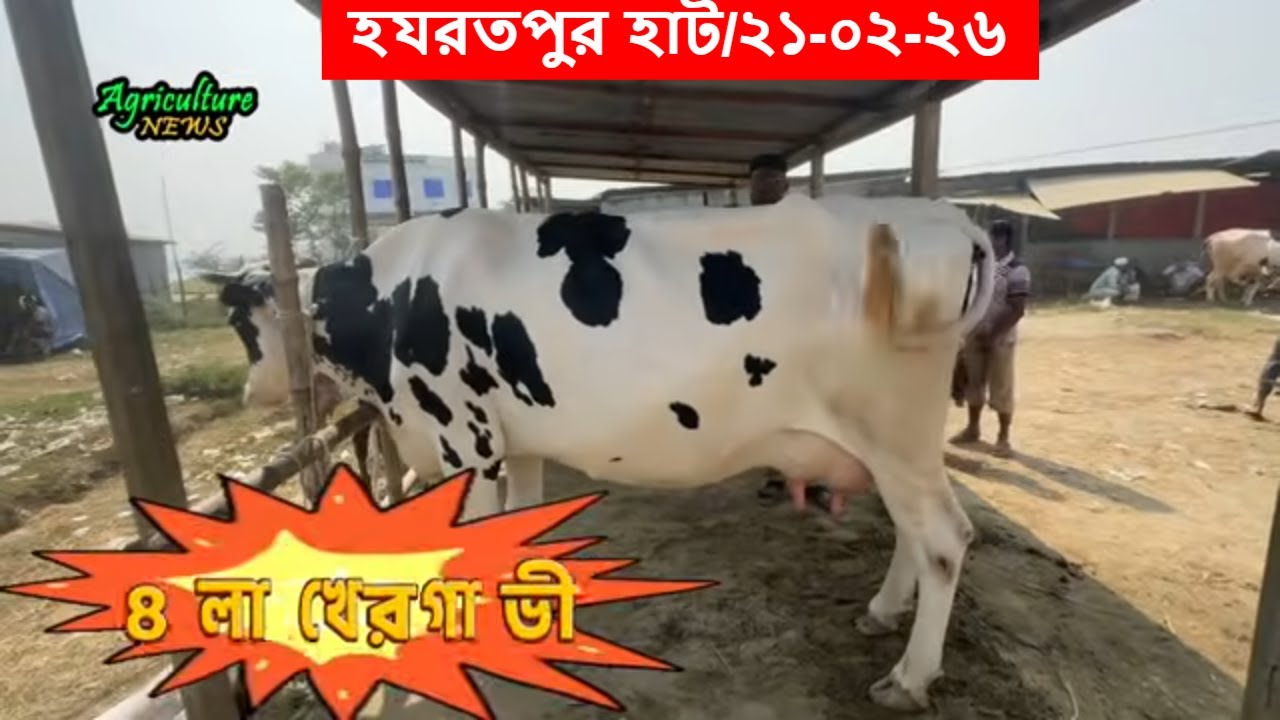 হযরতপুর হাটে ৪ লাখ টাকা দামের গাভী | Agriculture News