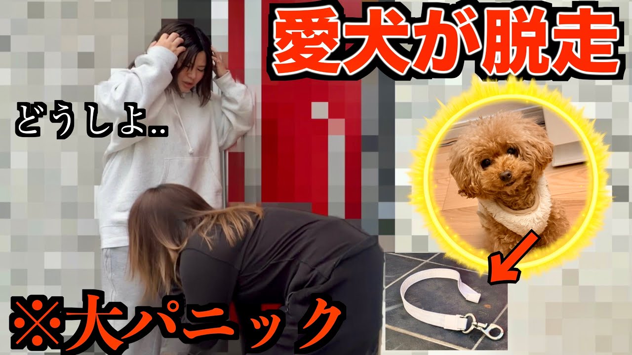【発狂】愛犬が脱走するドッキリしたら号泣して大変なことに..