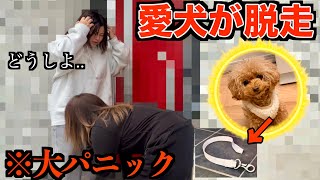 【発狂】愛犬が脱走するドッキリしたら号泣して大変なことに..