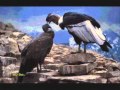 El condor pasa Instrumental - Paul mauriat