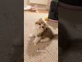 kucing yg aktif #funny #kucinglucu #cutekitty @CuteKkitty