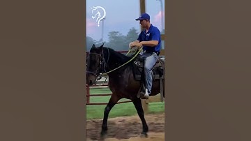 Intro To Playing Soccer With Your Horse! Part 2!  | The Horse Guru - Michael Gascon