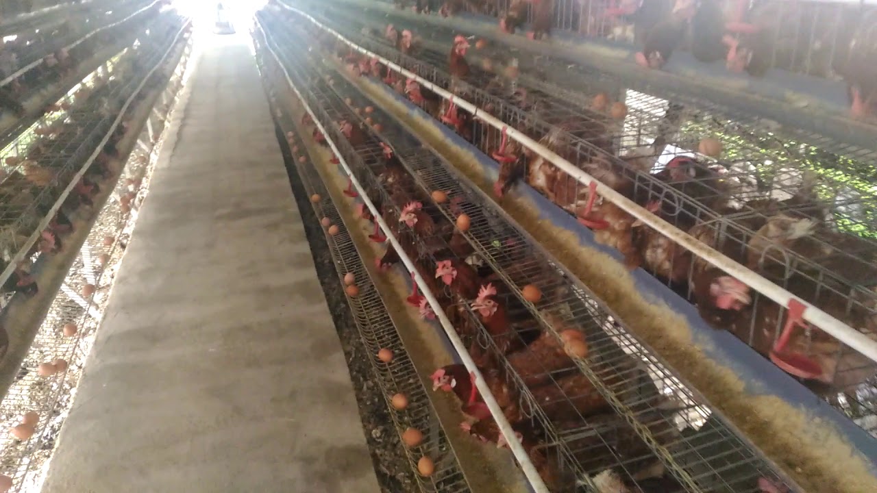 Peternak pemula dengan 1000 ekor ayam petelur 