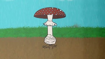 assignment 3 animated video