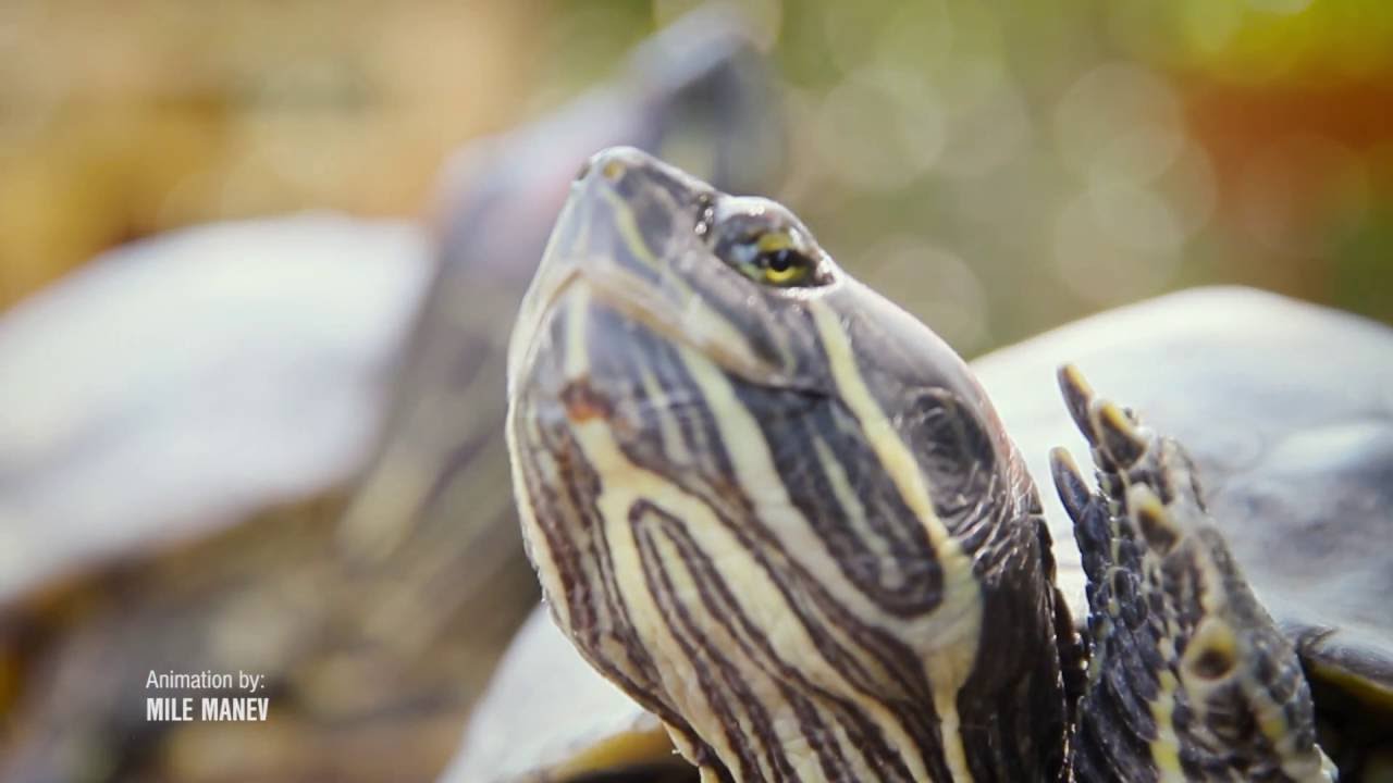 The pets that marked 20th century - Red Ear Slider