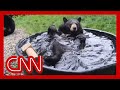 Bear taking bath in tub, video goes viral
