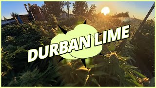 Durban Lime - LUMA California Farms