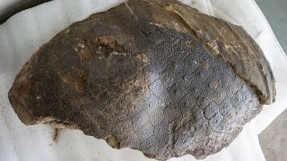 Hallazgo prehistórico de un gliptodonte en Santiago del Estero