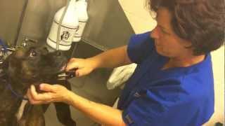 Pet Praise & Peggy Adams Animal Rescue League