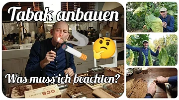 Kann man selbst angebauten Tabak Rauchen?