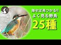 【解説】野鳥観察を始めよう！住宅街、公園、農耕地、水辺でよく見る野鳥25種を紹介！