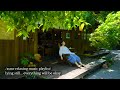 lying still... everything will be okay - /asmr relaxing music playlist/