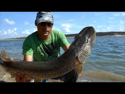 щука на живца с берега летом видео щука на живца с берега летом видео