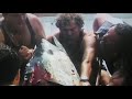 BLUEFIN TUNA catch -TUNA fishery Favignana, Sicily 2000 "TONNARA"