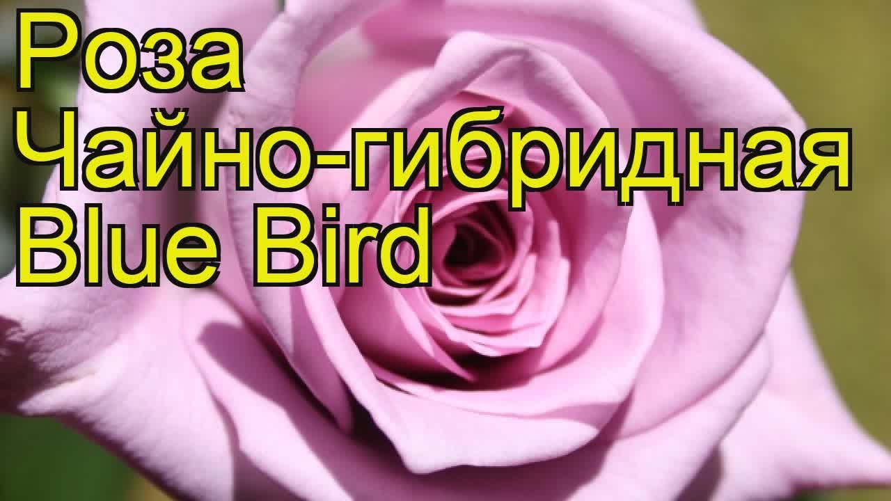 Роза чайно-гибридная Блуе Берд. Краткий обзор, описание характеристик, где купить Blue Bird