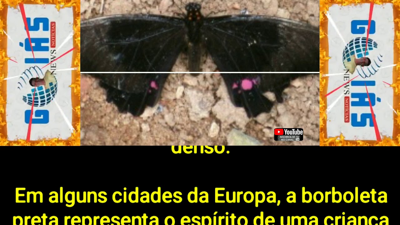 Borboleta Preta Dentro De Casas Significado Espiritual