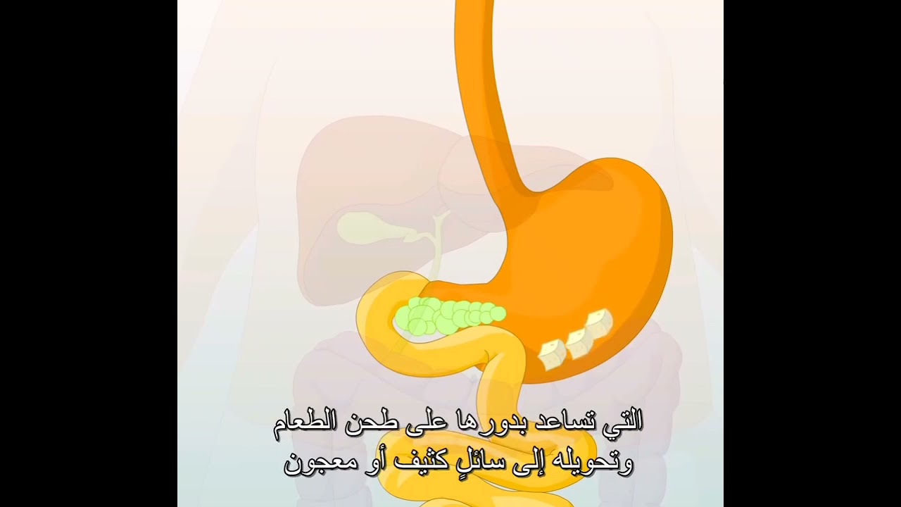 الهضم و أجزاء الجهاز الهضمي