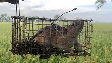Trọng Nguyễn  -Cách bẫy chuột đường mòn hiệu quả dính toàn hàng khủng - Tập 1