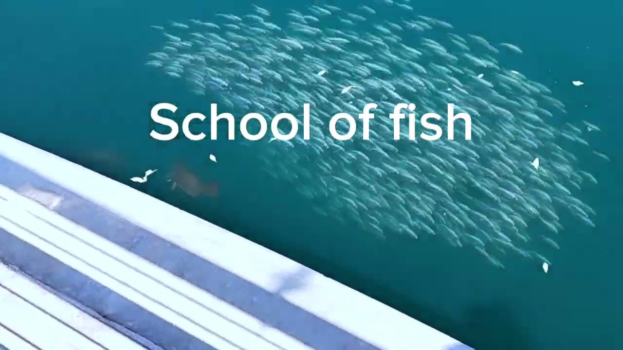 This beautiful school of fish