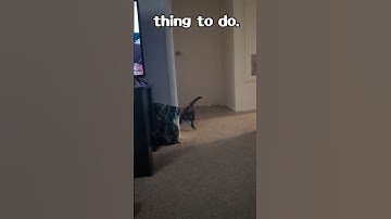 Cat Playing Fetch