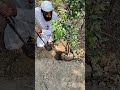 باغبان کینوں کا پودا زمین سے ایسے نکالتا ہے Shehrazgardening Kitchengarden Imtiazmali 