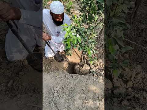 باغبان کینوں کا پودا زمین سے ایسے نکالتا ہے Shehrazgardening Kitchengarden Imtiazmali