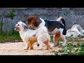 RuralDogs!! Golden Retriever Vs Old English Sheepdog in Khnar Thmey Village