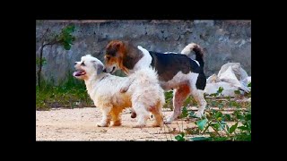 RuralDogs!! Golden Retriever Vs Old English Sheepdog in Khnar Thmey Village