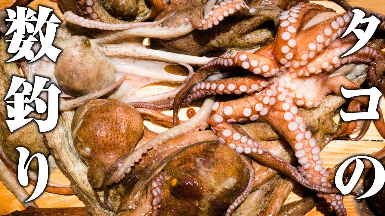 【誰よりもタコを釣る裏技】私達は新たな発見をしてしまいました。強烈な臭いを放つ太刀魚で蛸、めちゃくちゃ釣れます。新・タチウオパターン成立！！！タコ釣りがいよいよ開幕です。