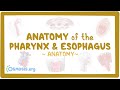 Anatomy of the pharynx & esophagus