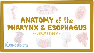 Anatomy of the pharynx & esophagus