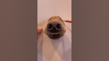 I sketched the most realistic dog picture you will see! #dog #goldenretriever