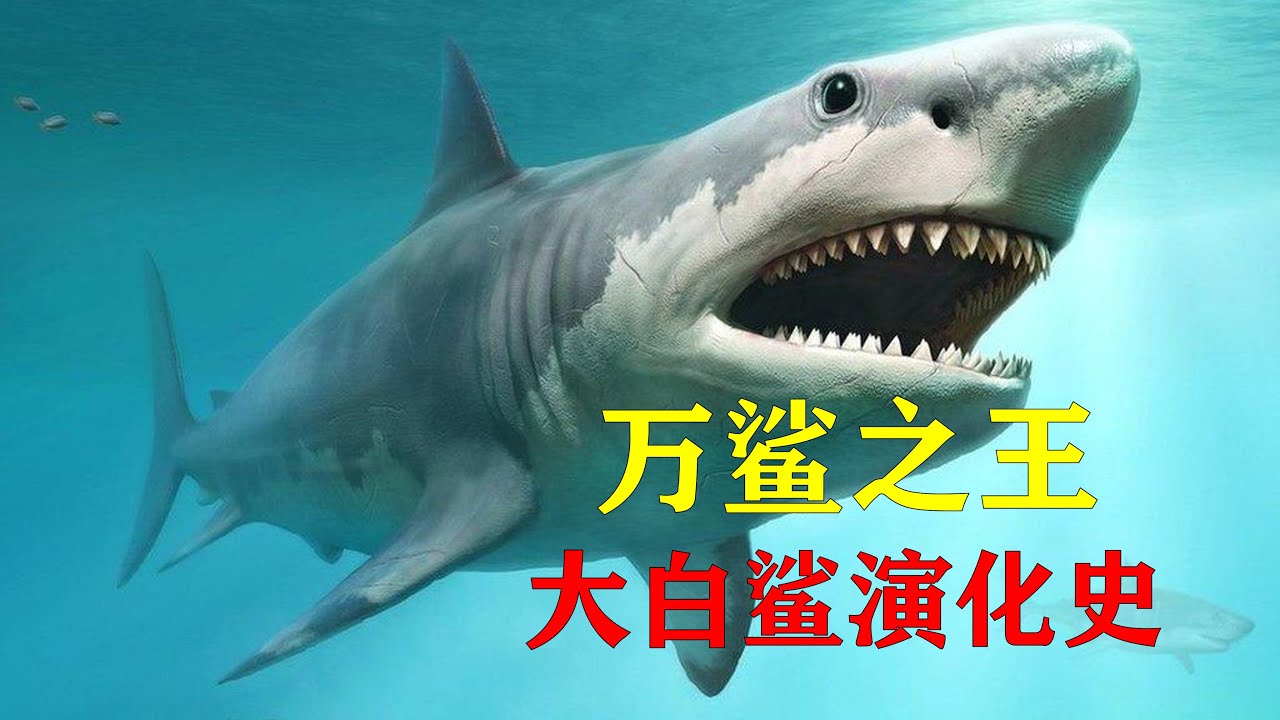 万鲨之王：大白鲨的演化史（Great white shark） - YouTube