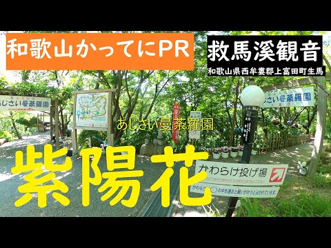 和歌山かってにpr 第91回 あじさい曼荼羅園 21年6月9日 ニュース速報 救馬渓観音のあじさいが満開です Gopromax Youtube 和歌山かってにpr 第91回 あじさい曼荼羅園 21年6月9日 ニュース速報 救馬渓観音のあじさいが満開です Gopromax Youtube