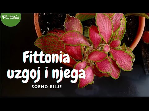 Video: Fittonia Mix (25 Fotografija): Briga Za Cvijet Kod Kuće. Značajke Cvjetanja Odrasle Biljke. Pravila Transplantacije