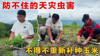 农民最是头疼的事：防不住的天灾虫害，有一个好收成真不是一件容易的事