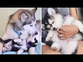 Funny And Cute Husky Puppies Compilation #1