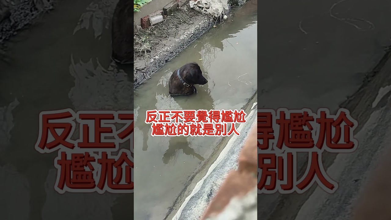 [台灣米克斯]400  自在的生活 需要獨處空間的狗狗們..你會放他們下水嗎?.#台灣犬 #台灣米克斯 縮圖