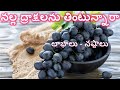 నల్ల ద్రాక్ష తినడం వల్ల ఉపయోగాలు | Benefits Of Having Black Grapes In Daily Diet | కొన్ని జాగ్రత్తలు