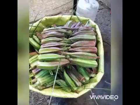 البلدي موسيقى بلدية شاخدة  