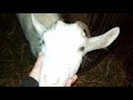 Як я перевожу кози на одноразове доїння і як взнати чи кітна коза