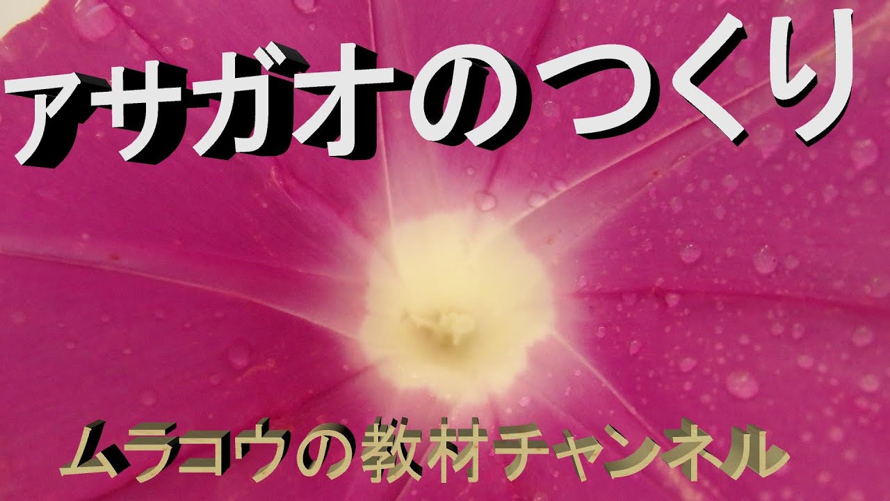 あさがおのつくり 小学５年理科 Youtube