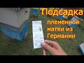 Подсадка племенных маток из Германии. Новый племенной материал у нас на пасеке