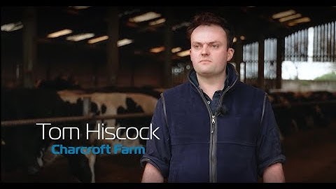 Tom Hiscock sees healthier cows with his new farming product - AfiCollar by Afimilk.