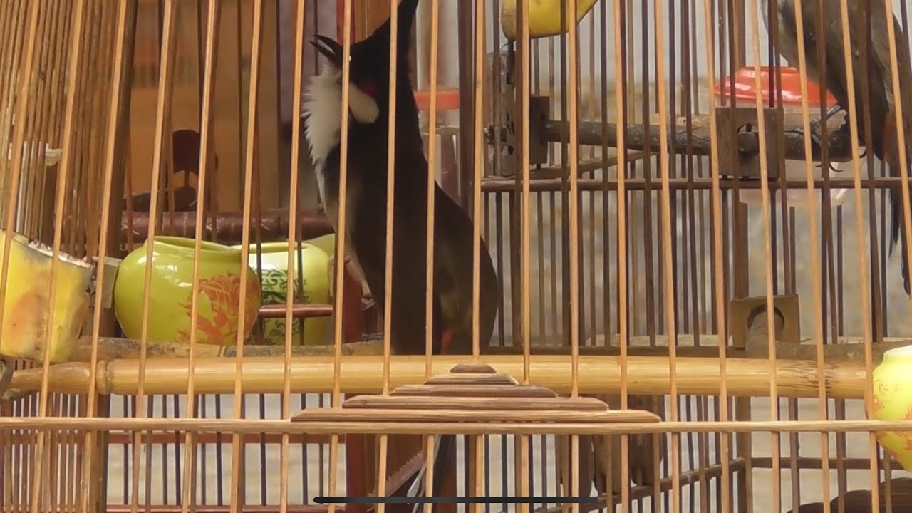 Siêu tôm cúp cầu. Máy đấm