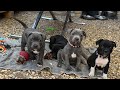 Chiots staffie bleu  noir  7 semaines