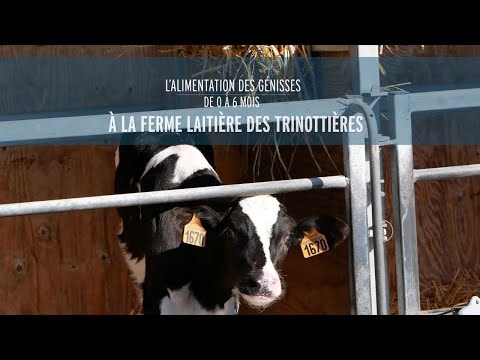 Vidéo: Commerce alimentaire sortant : documents, règles, autorisations, organisation du commerce sortant