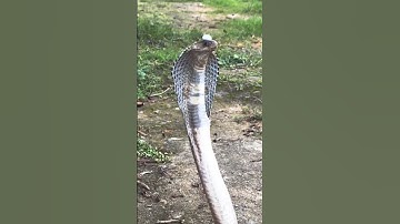 "Have You Ever Seen a Cobra with a Gem on Its Head?"